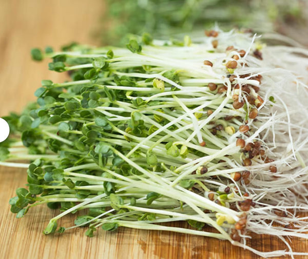 Brocoli bio à germer