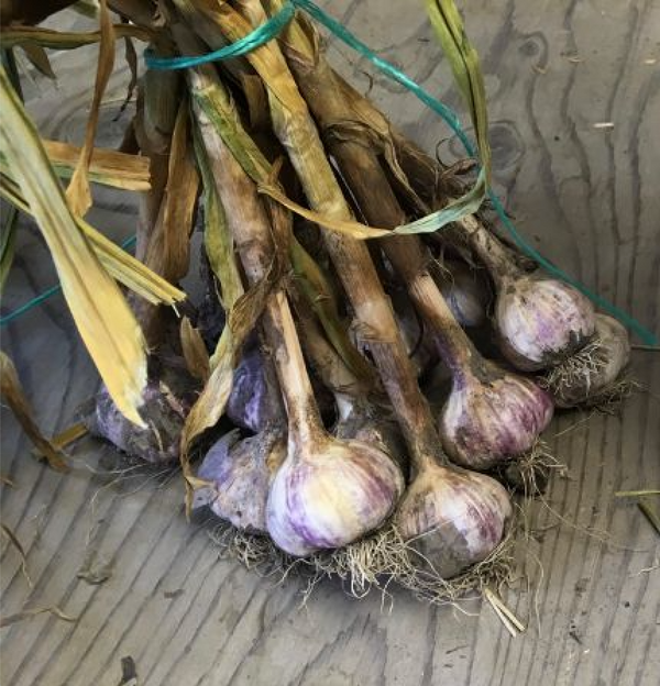 Ail-Rocambole-2lb
