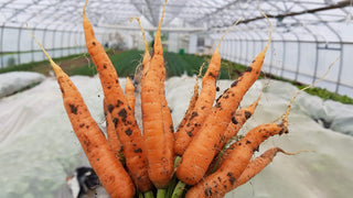 carottes fraîches