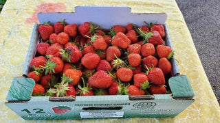 Strawberries-6pt