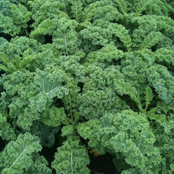 Kale - 10 bunches