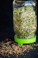 Sprouting Seed Mix (Germix - alfalfa, clover, radish) 