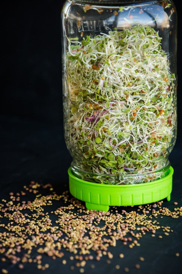 Sprouting Seed Mix (Germix - alfalfa, clover, radish) 