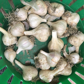 Garlic - 550g (15-20 small bulbs)