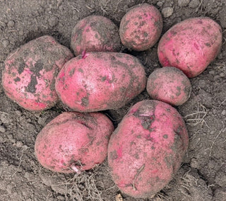 New Potatoes - 5 lbs