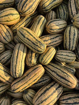 Delicata Squash - 10 lbs