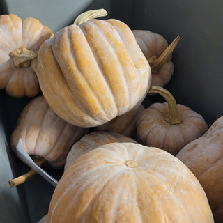 Autumn Frost Squash (3-4 units) - 10 lbs