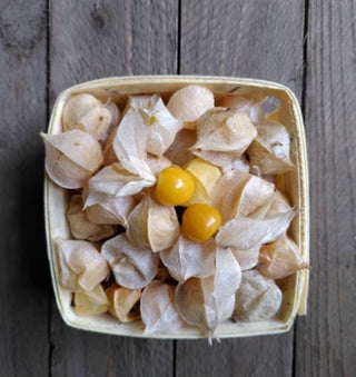 Cerises de terre-12Pt