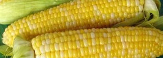 Corn - 12 ears