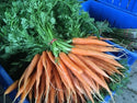 belles carottes