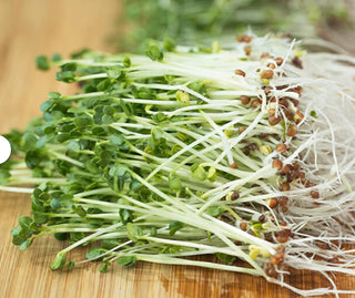 Organic Broccoli for Sprouting