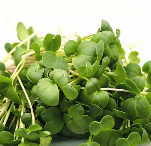 Organic Arugula for Sprouting