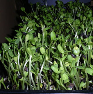 Sunflower Seeds for sprouting