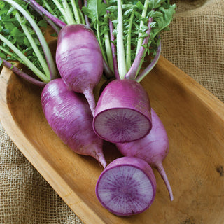Radis Daikon Mauve - 5lbs