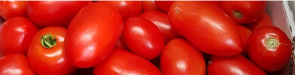 Italian tomatoes / Tomatoes - Italian - 15lb