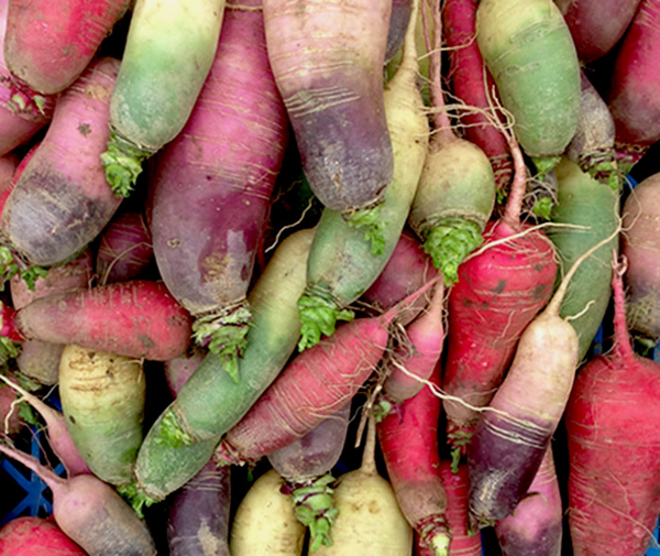 Winter Radish - 5lbs