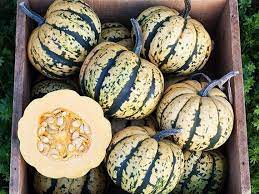 Sweet Dumpling Squash (4-5 units) - 10lbs