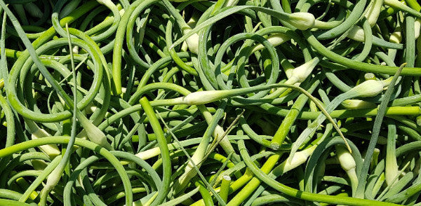 Garlic Scapes - 0.5kg